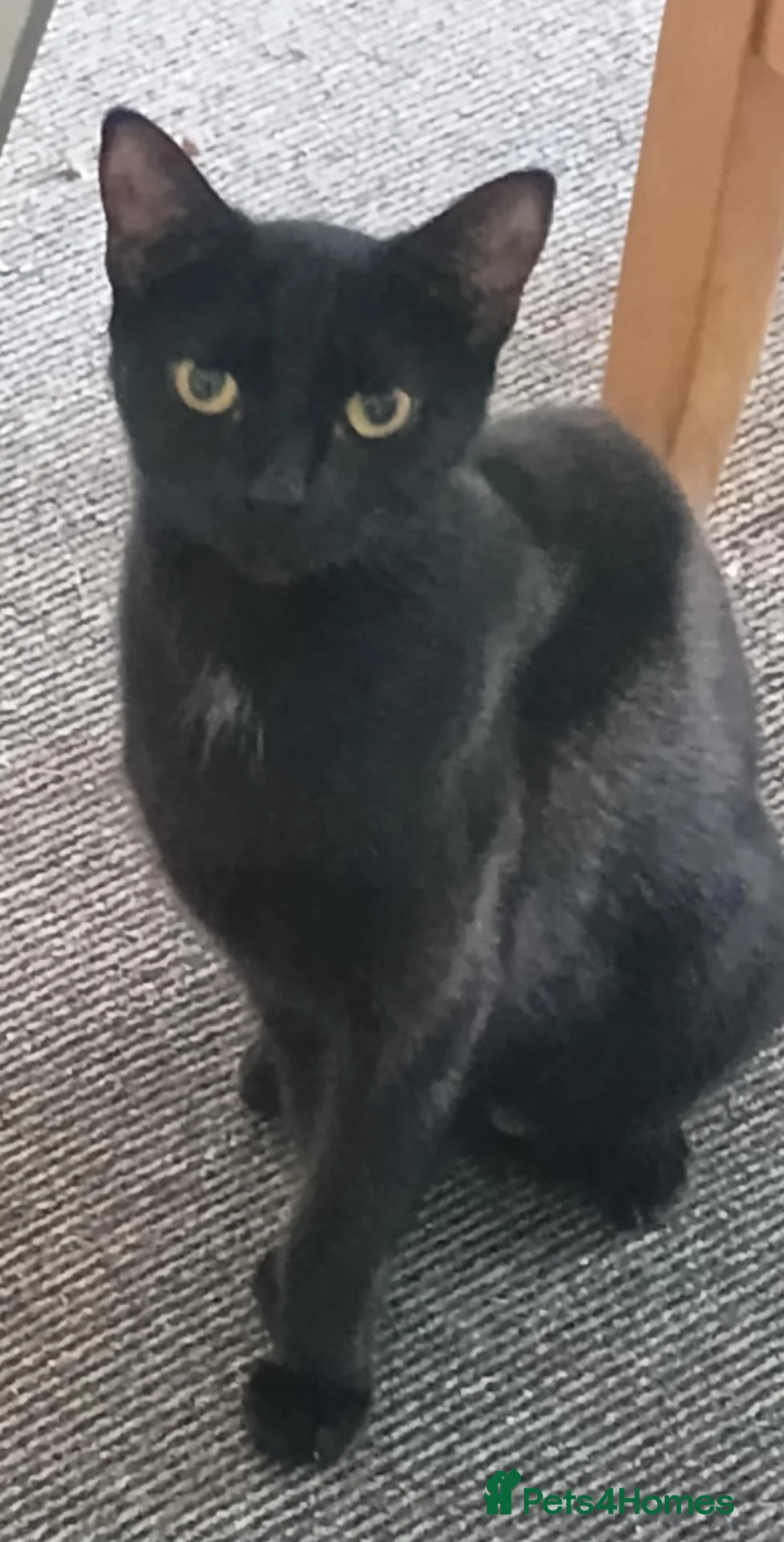 Mixed Breed cats for sale: Kittens availabe - Advert 1