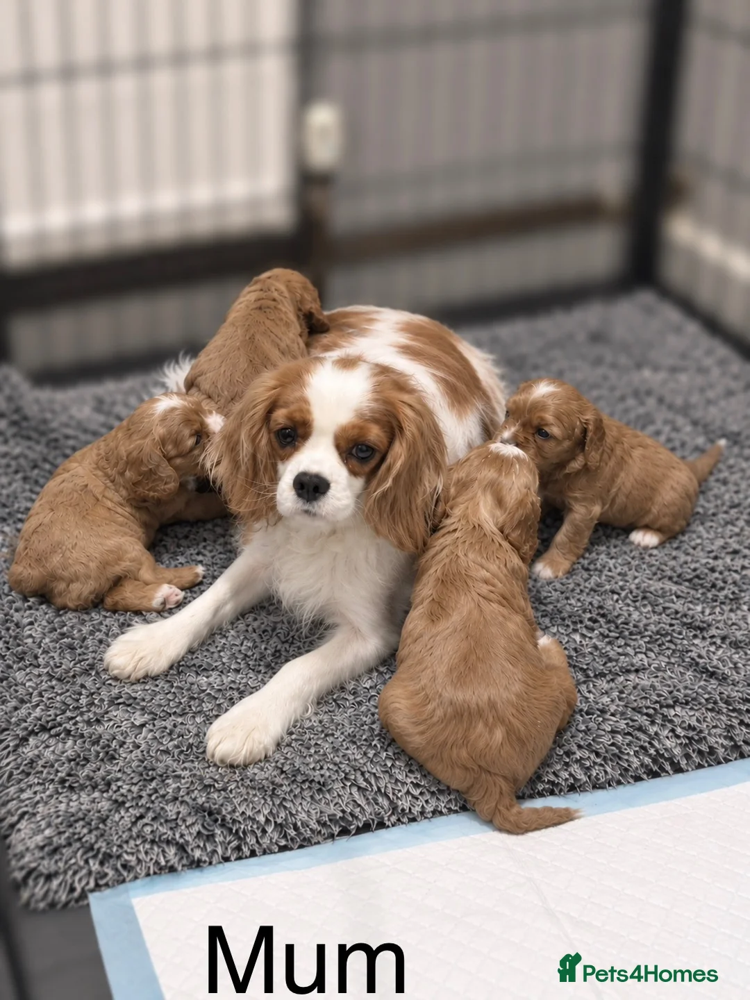 Cavapoo dogs for sale: Beautiful Red F1 Cavapoo Puppies - Advert 16