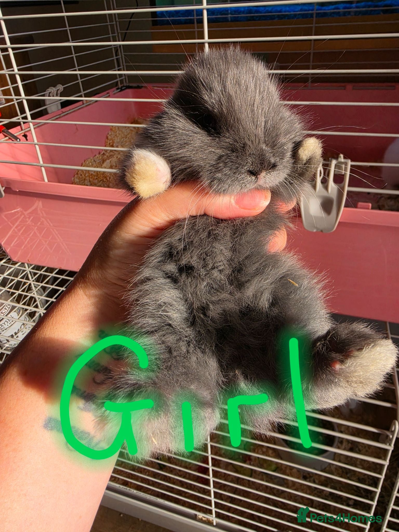 French Lop rabbits Baby French lops for sale - Advert 11