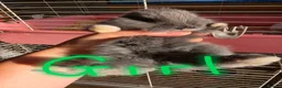 French Lop rabbits for sale: Baby French lops for sale - Advert 5