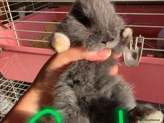 French Lop rabbits Baby French lops for sale - Advert 1