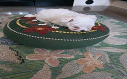 Maltese dogs for sale: Maltese boys - Advert 10