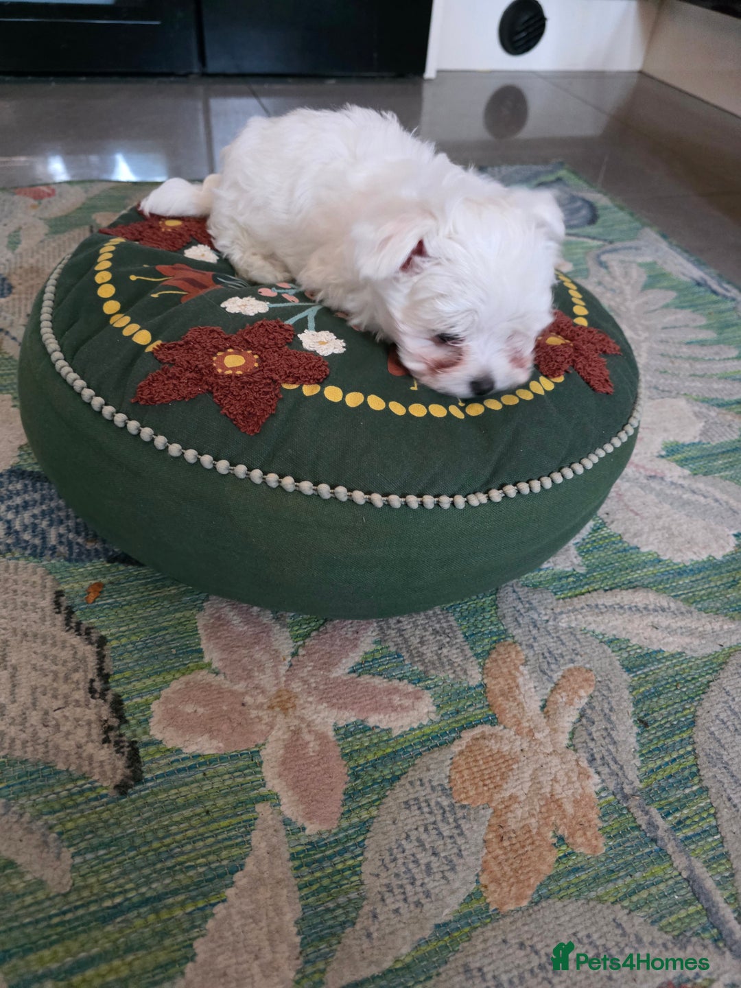 Maltese dogs for sale: Maltese boys - Advert 10