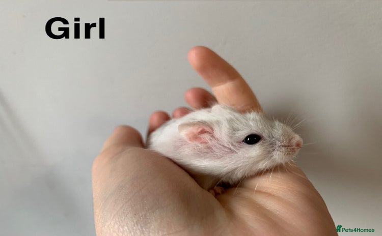 Hamster rodents - Advert 16