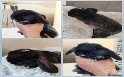 Mini Lop rabbits for sale: Mini lop and mini lop lion head  - Advert 6
