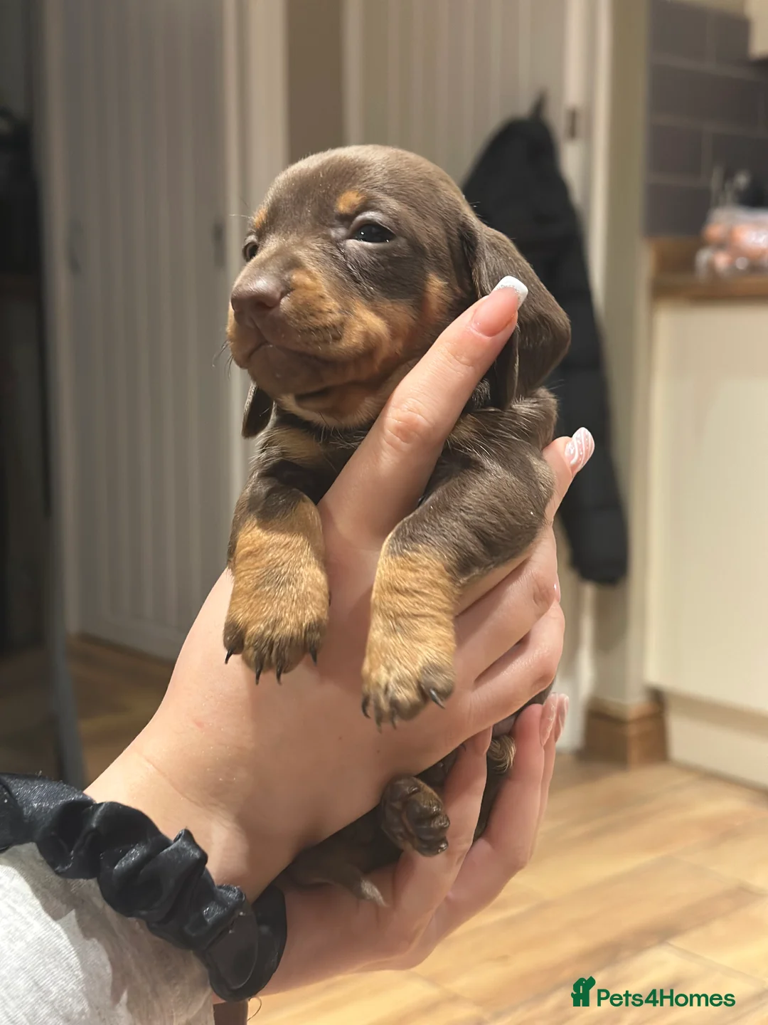 Dachshund dogs for sale: Genuine tiny Kaninchen Dachshund Puppies  - Advert 5