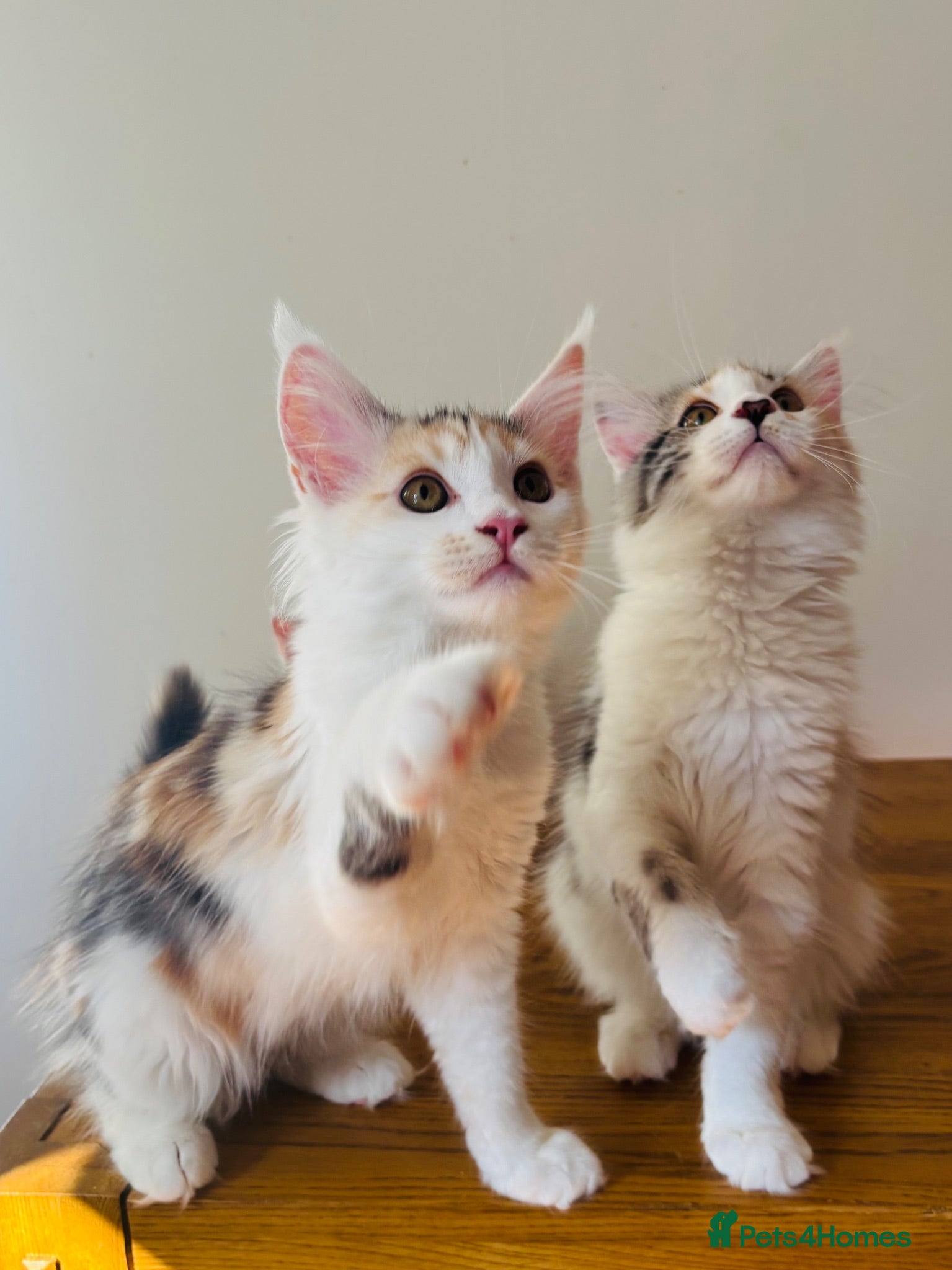 Maine Coon cats Pure bred Maine coon Kittens  - Advert 1