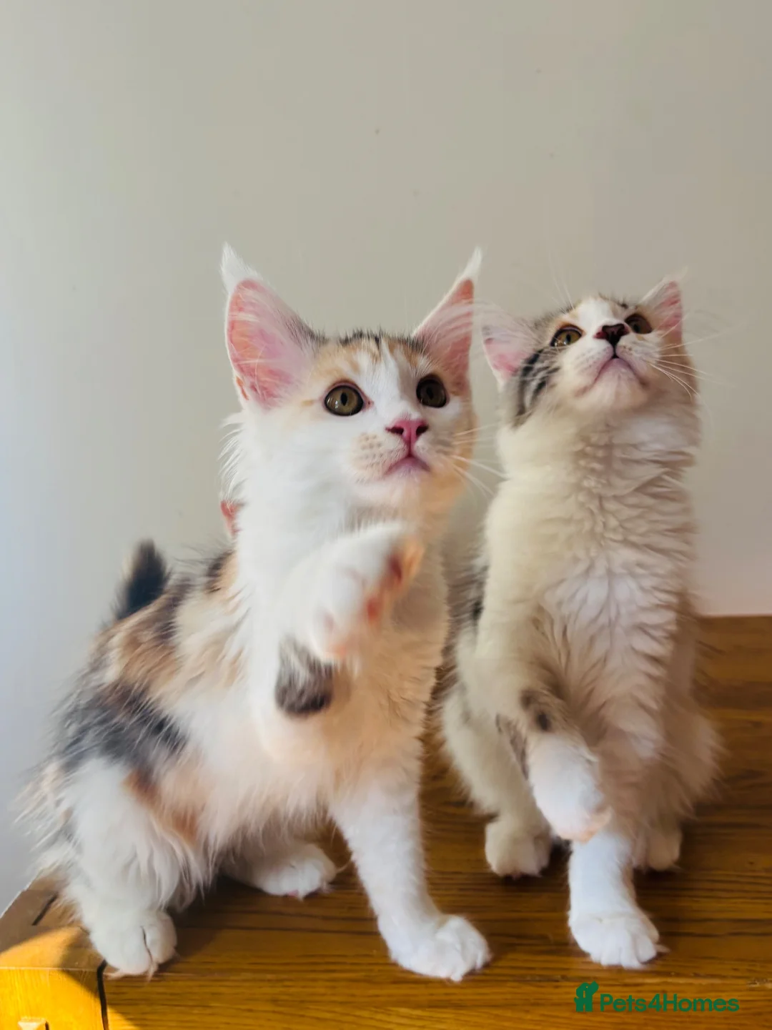Maine Coon cats for sale: Pure bred Maine coon Kittens  - Advert 1