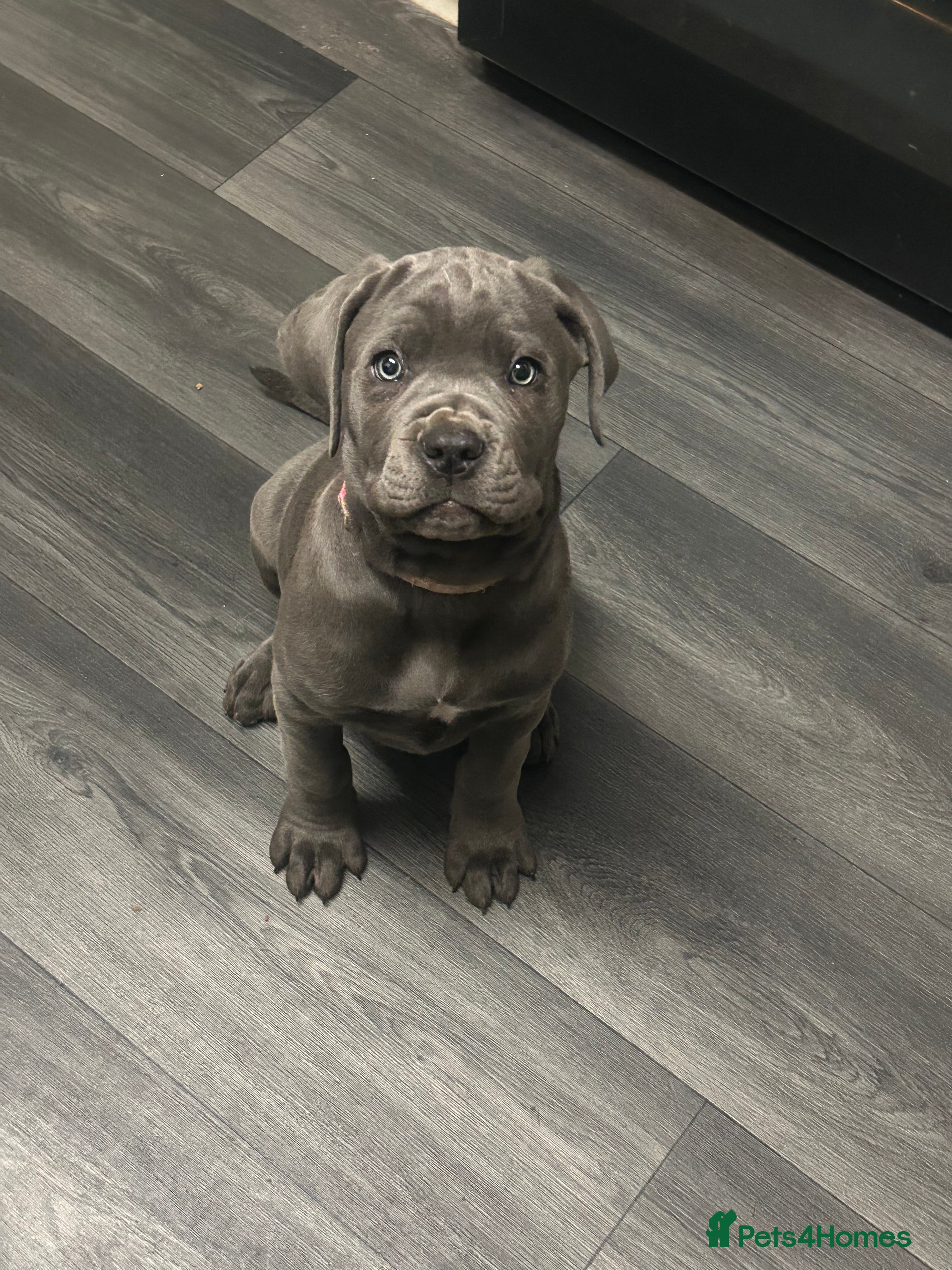 Cane Corso dogs Cane Corso Puppies  - Advert 12