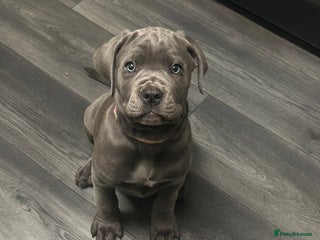 Cane Corso dogs Cane Corso Puppies - Advert 12