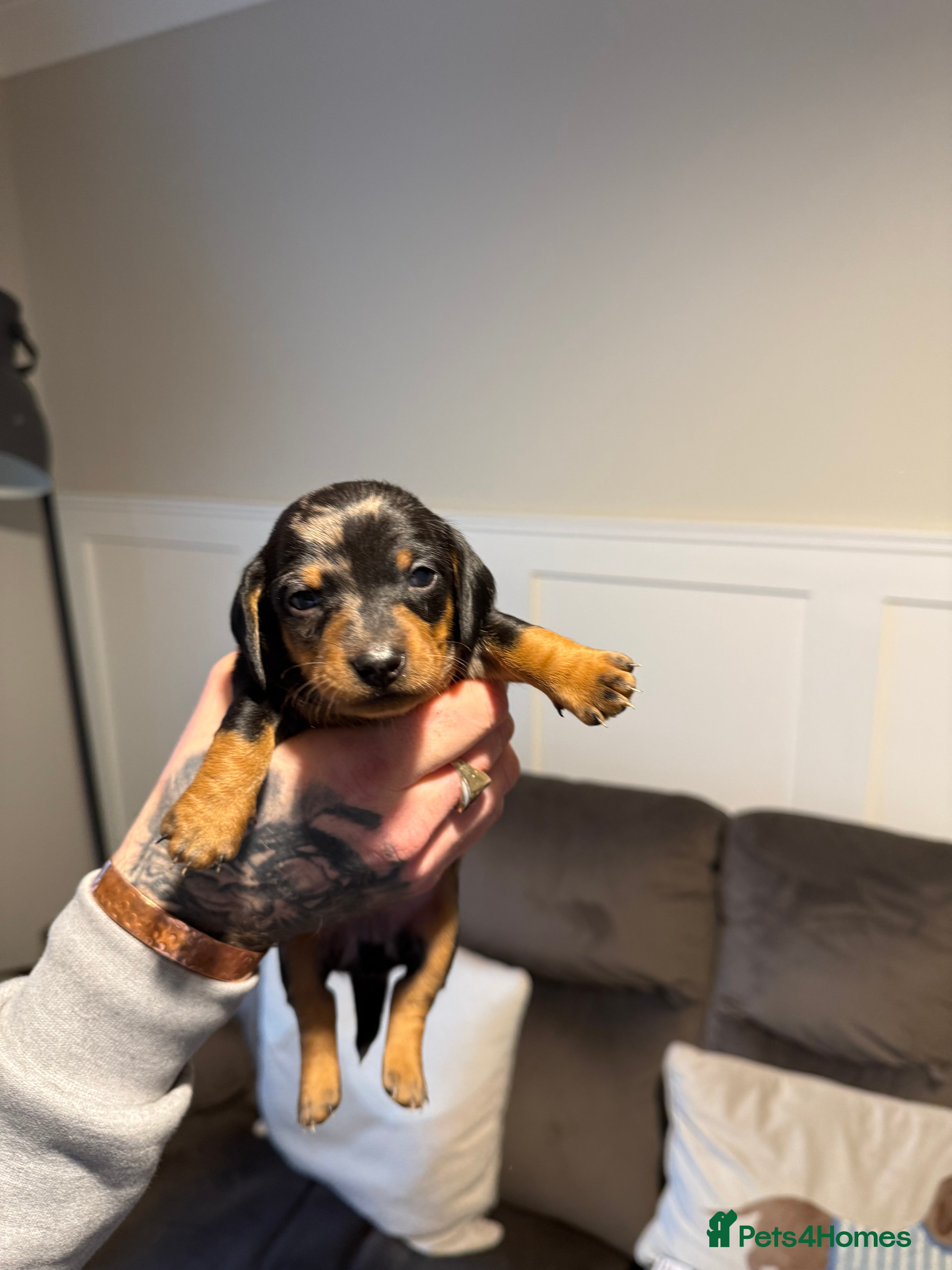 Miniature Dachshund dogs Miniature Dachshunds  - Advert 7