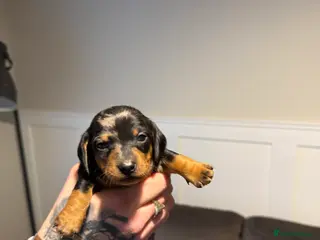 Miniature Dachshund dogs Miniature Dachshunds - Advert 13