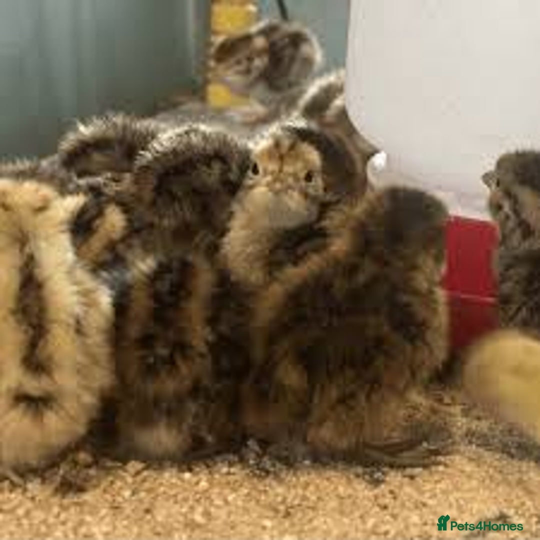 Mixed Breed birds for sale: Quails  - Image 9