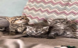 British Shorthair cats for sale: brithis shorthair kitten  - Image 8