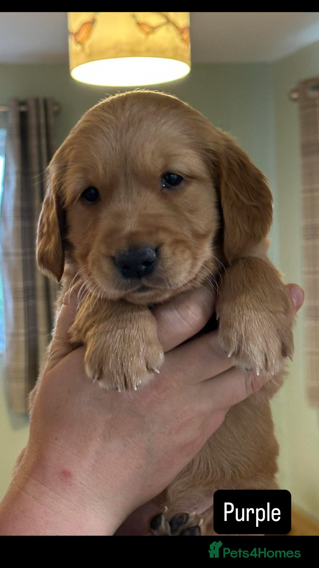 Golden Retriever dogs for sale: Gorgeous Working Type Golden Retriever Puppies  - Image 20