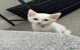 Mixed Breed cats for sale: Mixed breed white kittens  - Image 1