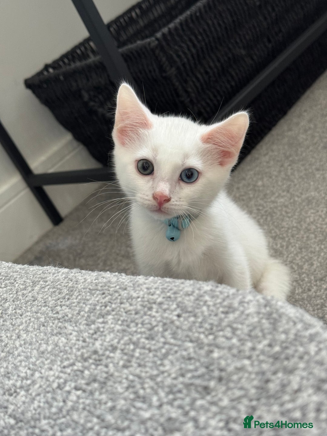Mixed Breed cats for sale: Mixed breed white kittens  - Image 1