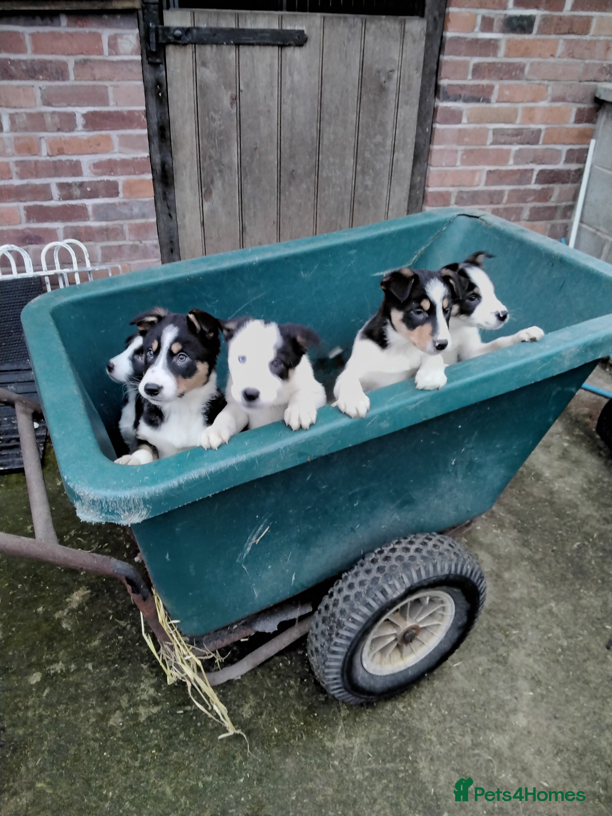 Border Collie dogs Border collie pups for sale - Advert 2