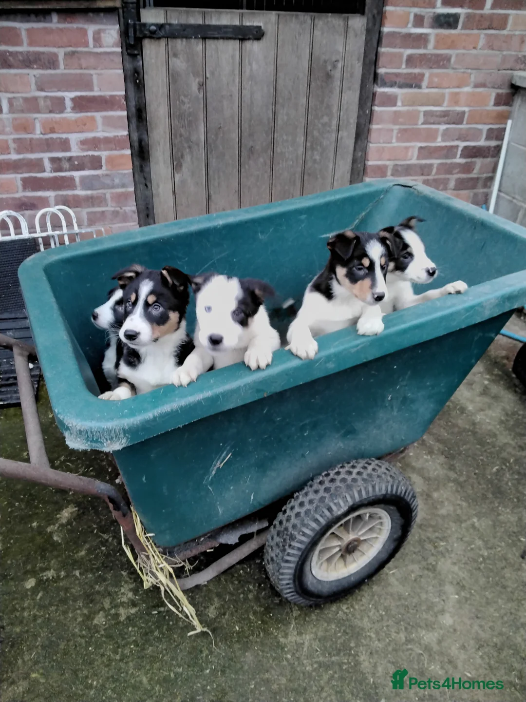 Border Collie dogs for sale: Border collie pups for sale - Advert 1