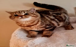 Brazilian Shorthair cats for sale: Beautiful BSH female  - Image 4