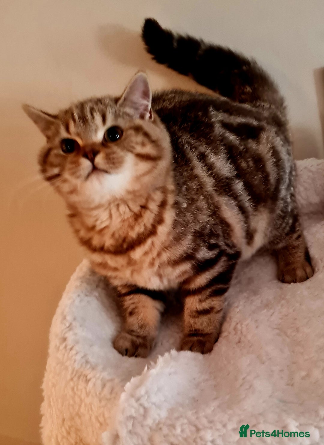 Brazilian Shorthair cats for sale: Beautiful BSH female  - Image 4