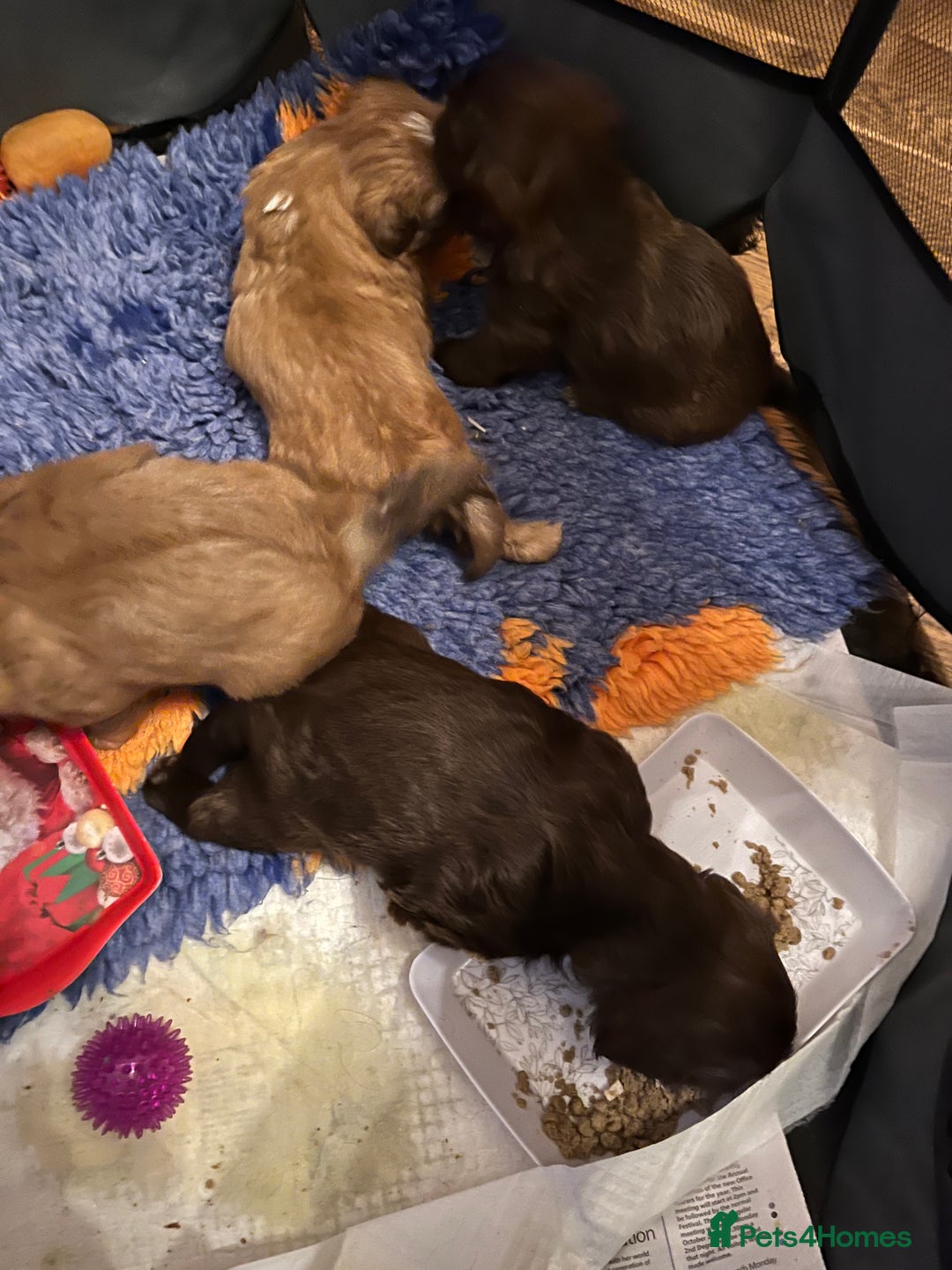 Shih Tzu dogs for sale: Adorable Shih Tzu puppies - Advert 19