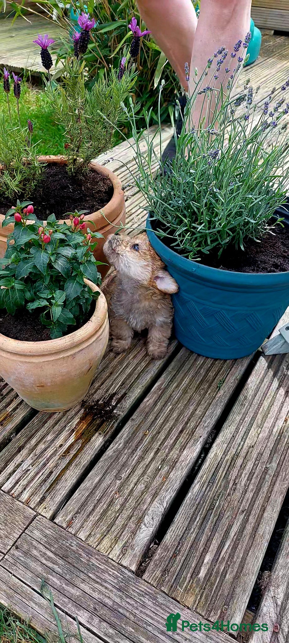 Jackapoo dogs JACKANORRIPOOS - Advert 2