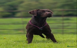 Labrador Retriever dogs for stud: WORKING CHOCOLATE LABRADOR STUD 0/0 HIPS & ELBOWS - Image 2