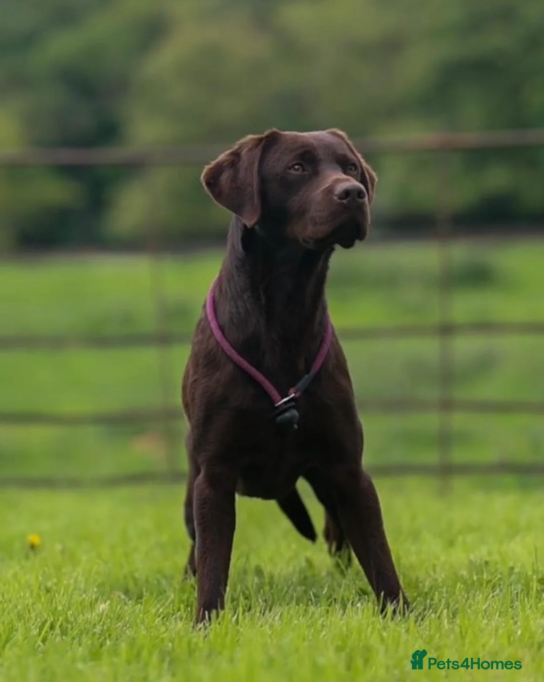 Labrador Retriever dogs for stud: WORKING CHOCOLATE LABRADOR STUD 0/0 HIPS & ELBOWS - Advert 2