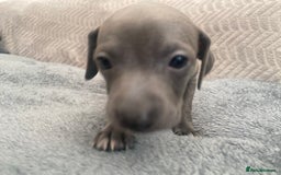 Italian Greyhound dogs for sale: ItalianGreyhound Puppies Ready4Their Forever Homes - Image 16