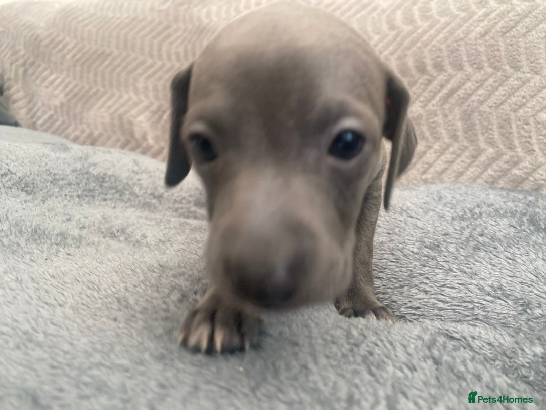 Italian Greyhound dogs for sale: ItalianGreyhound Puppies Ready4Their Forever Homes - Image 16