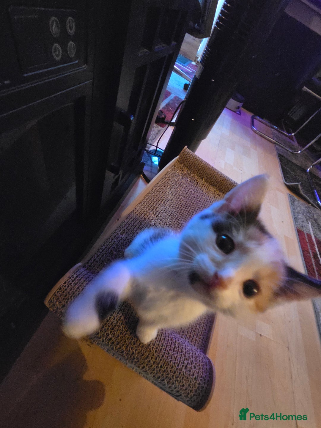 Mixed Breed cats for sale: Female kitten - Image 4