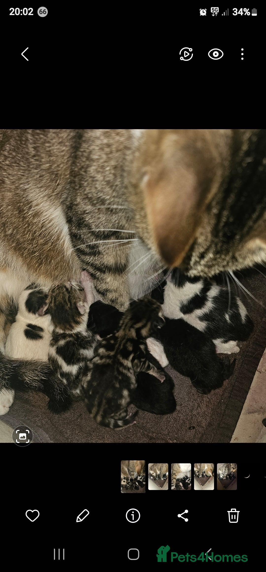 Mixed Breed cats 4 kittens for sale - Advert 1