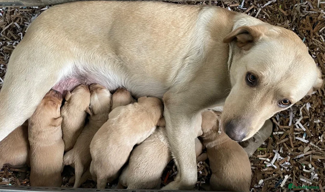 Labrador Retriever dogs for sale: KCReg Pedigree Labrador Pups Parents Health Tested - Advert 1