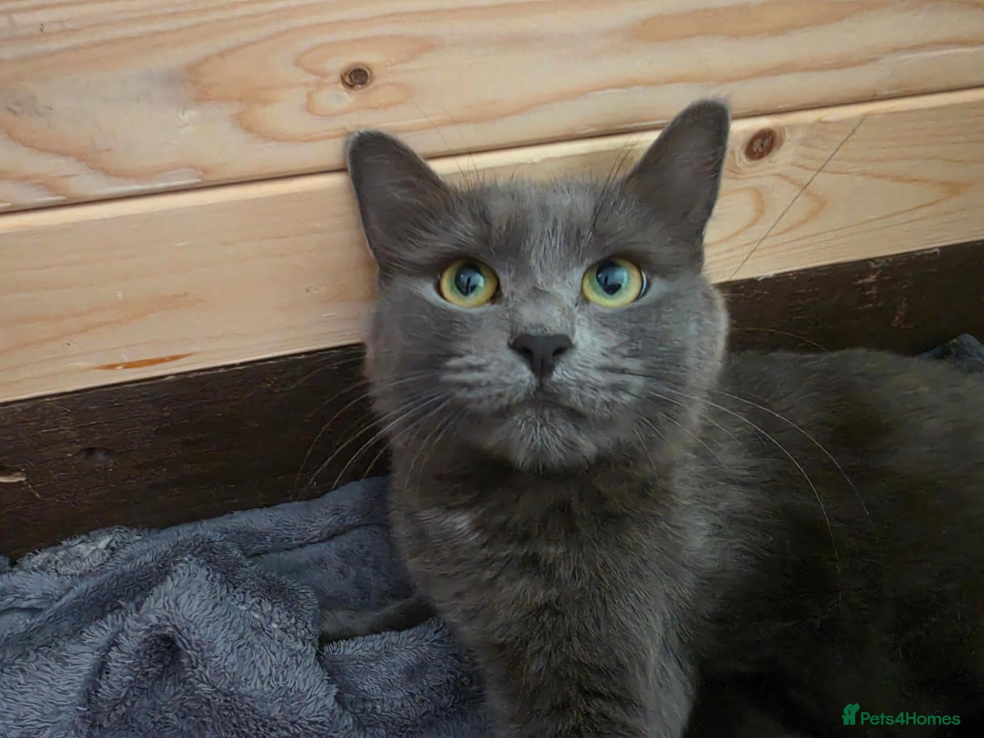 Russian Blue cats for sale: Russian blue cross, ready 16th November  - Advert 22