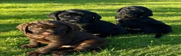 Mixed Breed dogs for sale: STUNNING GWP X LABRADOR PUPPIES - Advert 13