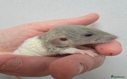 Rat rodents for sale: Babies rats, rex, dumbos and fancy - Image 31