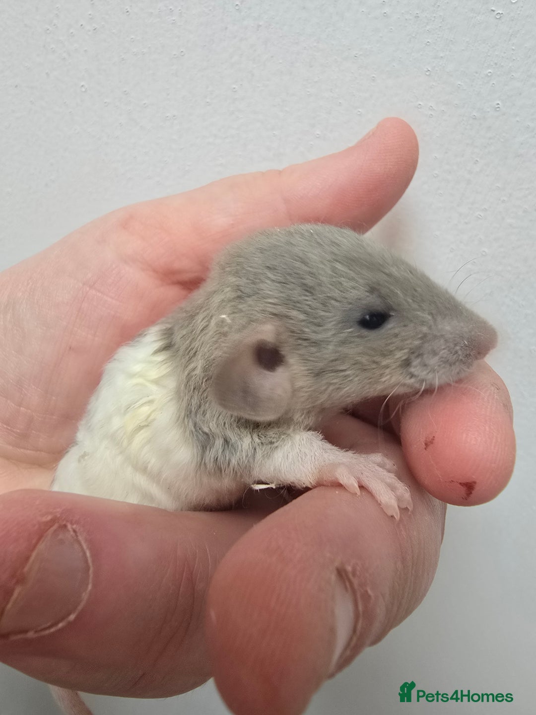 Rat rodents for sale: Babies rats, rex, dumbos and fancy - Image 31