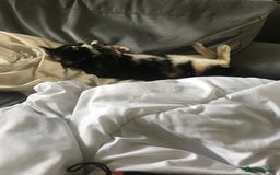 American Shorthair cats for sale: Cat for sale  - Image 6