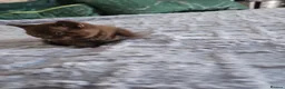 British Shorthair cats for sale: British Shorthair kittens - Advert 19