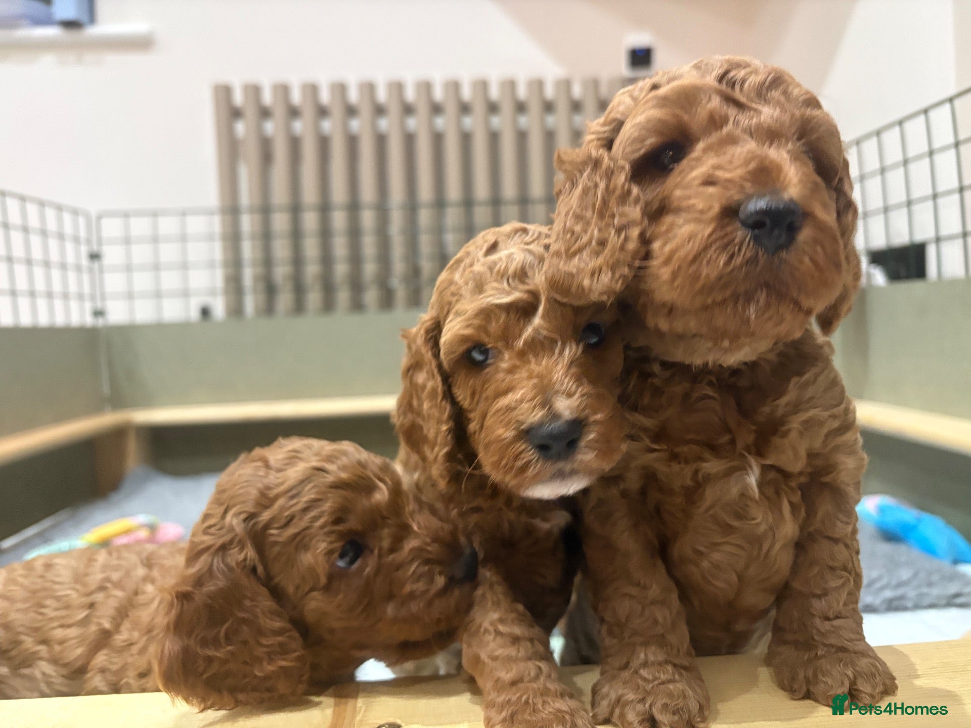 Cockapoo dogs for sale: Stunning Cockapoo puppies for sale - Advert 9