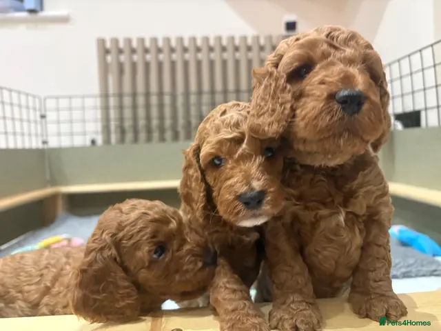 Cockapoo dogs for sale: Stunning Cockapoo puppies for sale - Advert 5