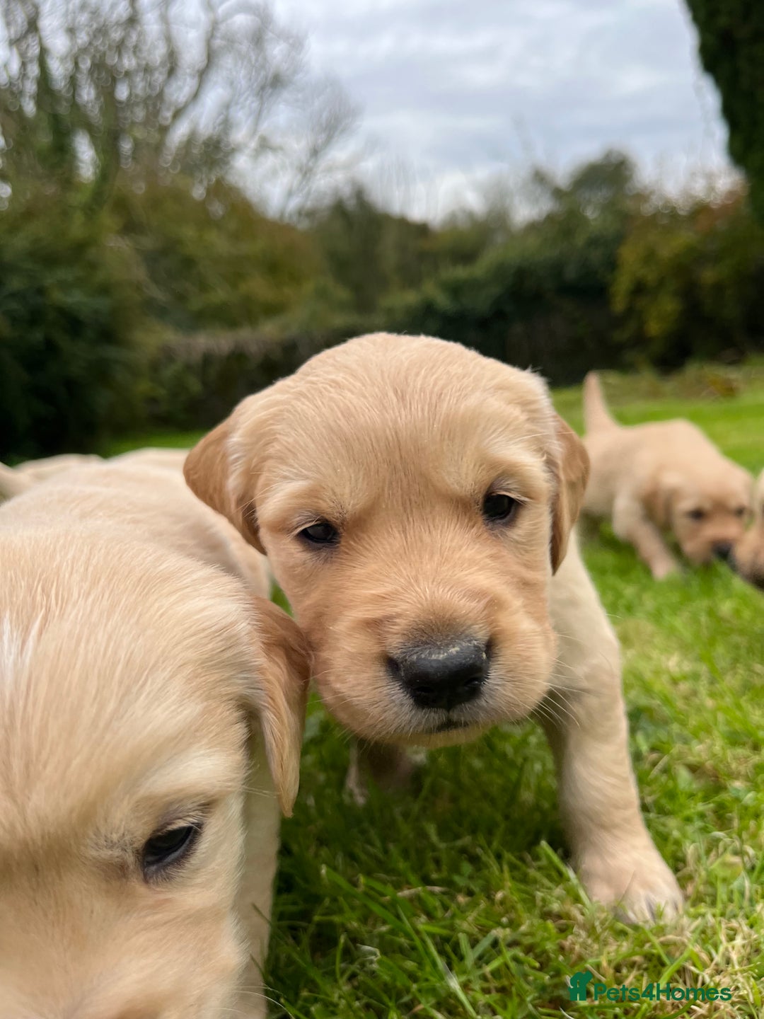Golden Retriever dogs for sale: Golden retriever puppies - Image 4