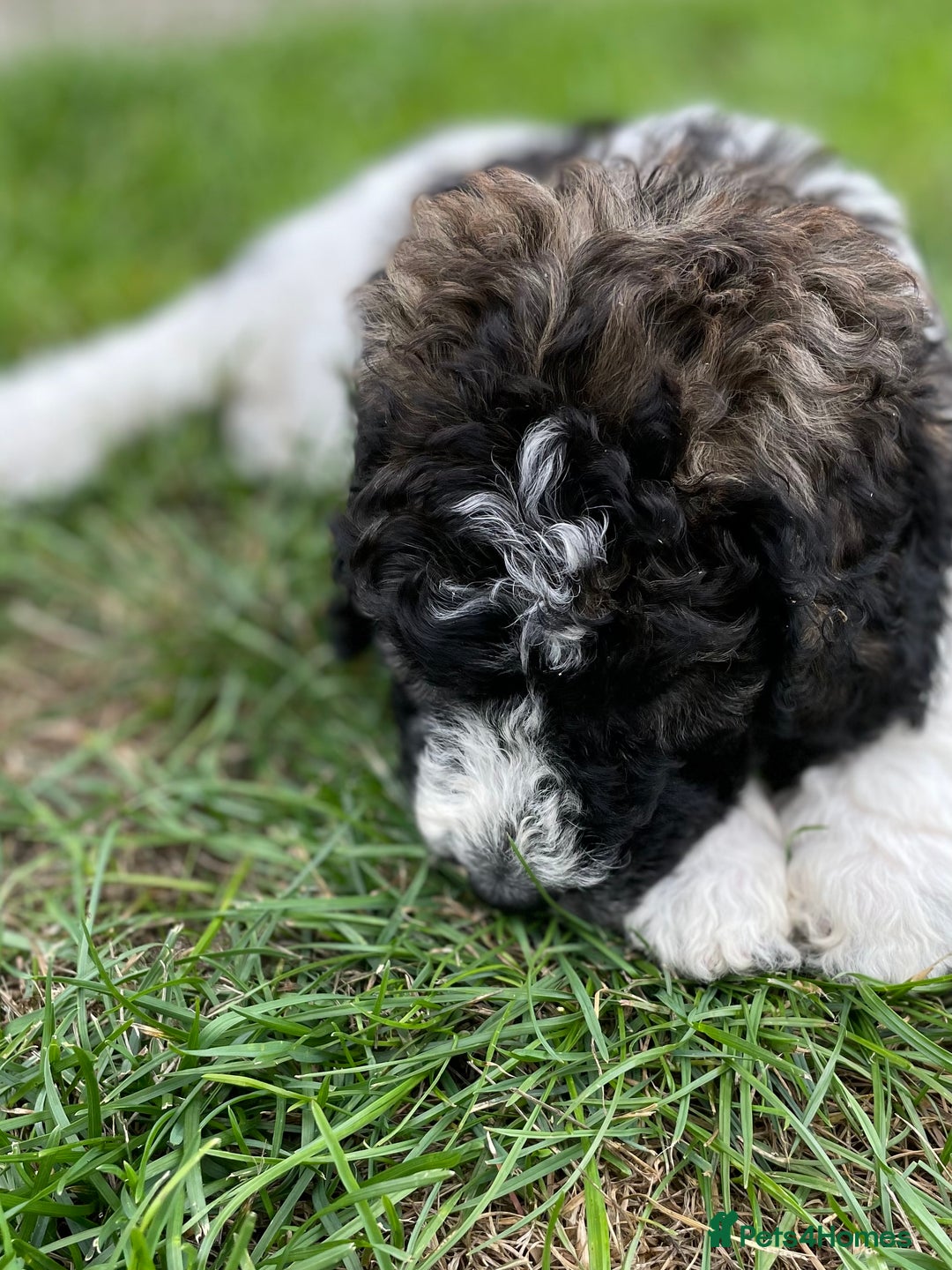 Saint Bernard dogs for sale: St Berdoodle (Saint Bernard standard Poodle) - Image 33