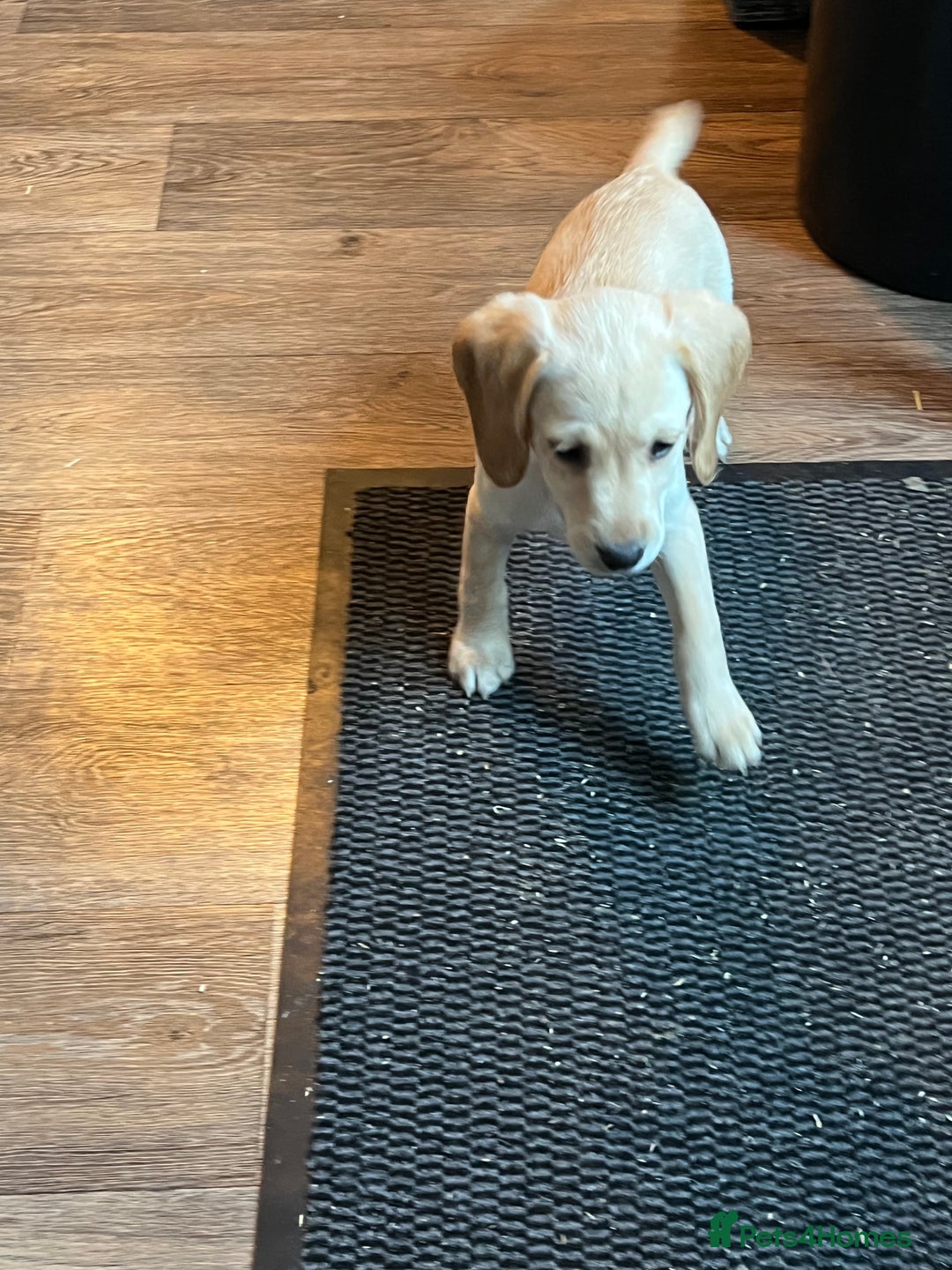 Cockerdor dogs for sale: Cockerdors  - Advert 9