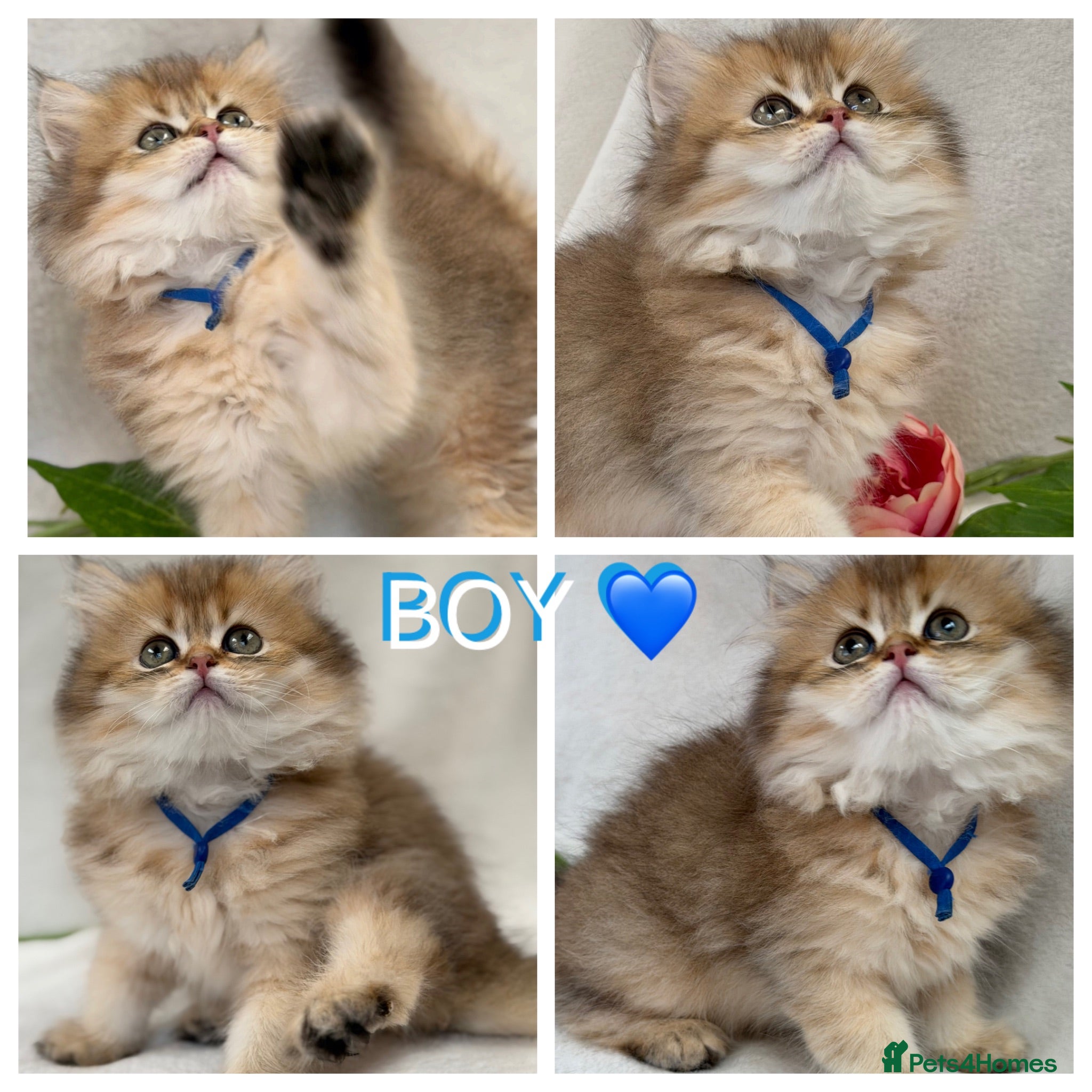 British Longhair cats British Longhair golden shaded kittens TICA - Advert 13