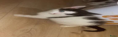 Mixed Breed Kitten 2