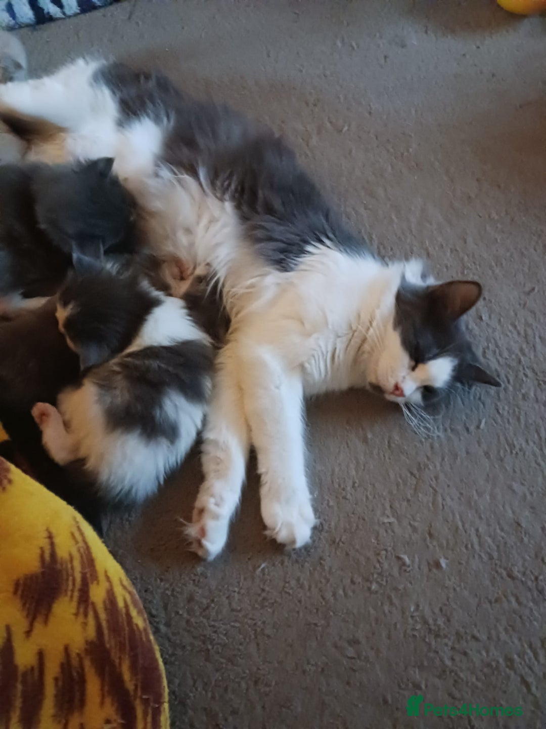 Ragdoll cats for sale: CUTE BLUE MITTED RAGDOLL KITTENS  - Image 17