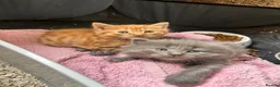 Mixed Breed cats for sale: Two male kittens in Redruth - Advert 6