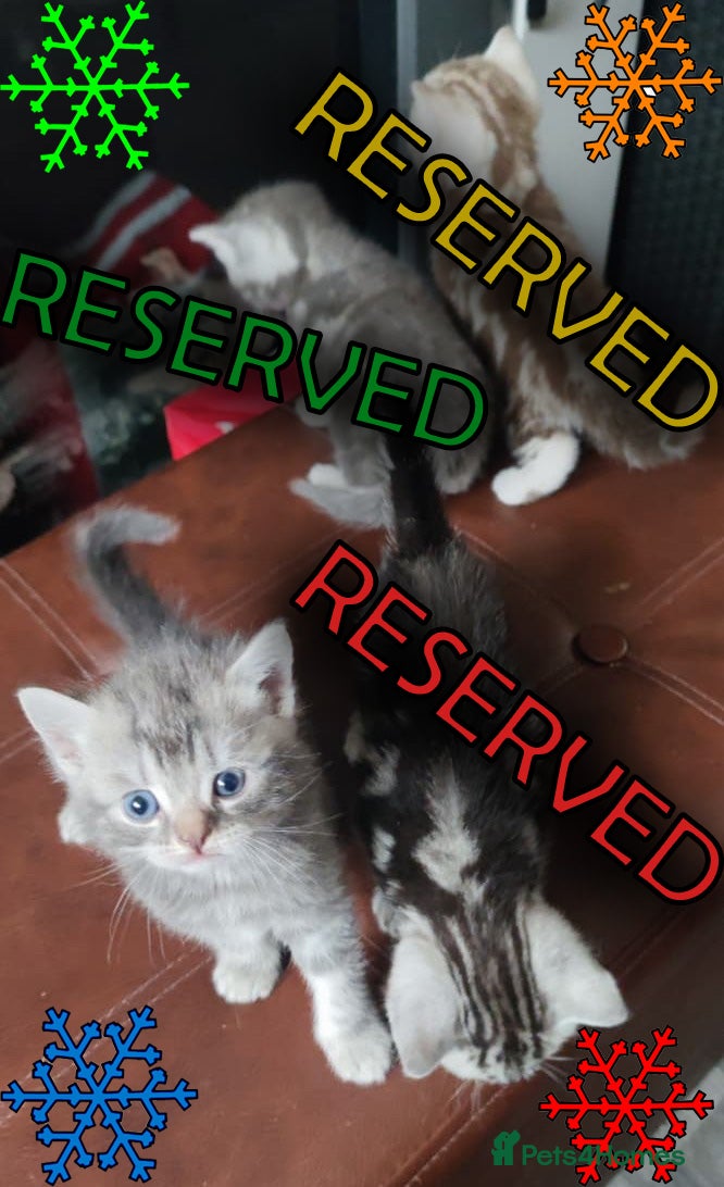 British Shorthair cats LAST ONE LEFT-Pedigree GCCF Pure BSH Tabby Kittens - Advert 14